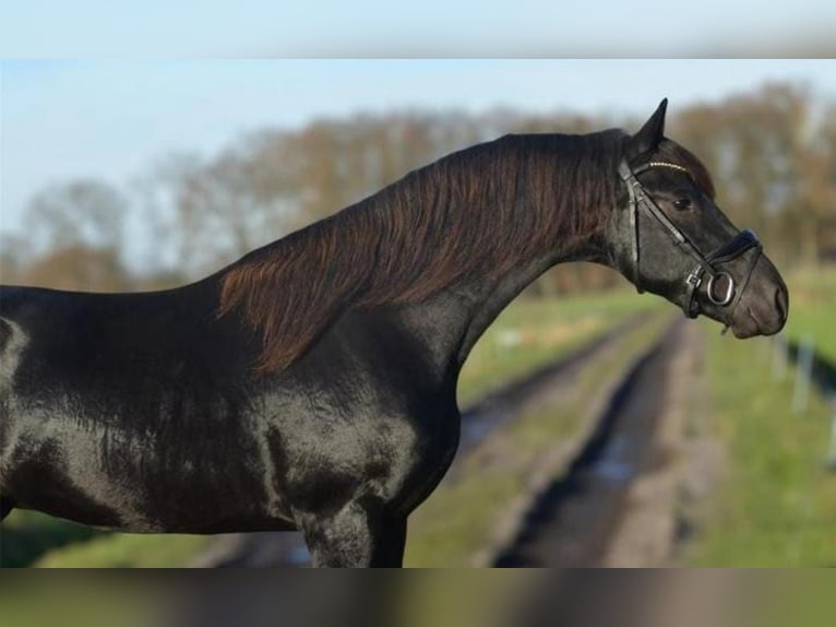 Friesen Hengst 2 Jahre 163 cm Rappe in Oud Gastel