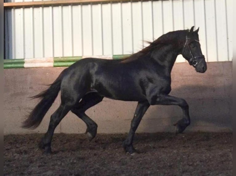 Friesen Hengst 2 Jahre 163 cm Rappe in Oud Gastel