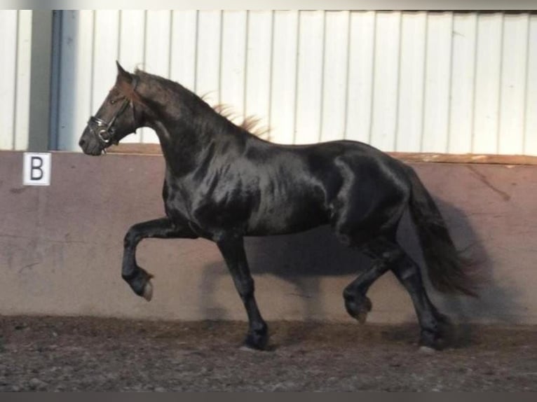 Friesen Hengst 2 Jahre 163 cm Rappe in Oud Gastel