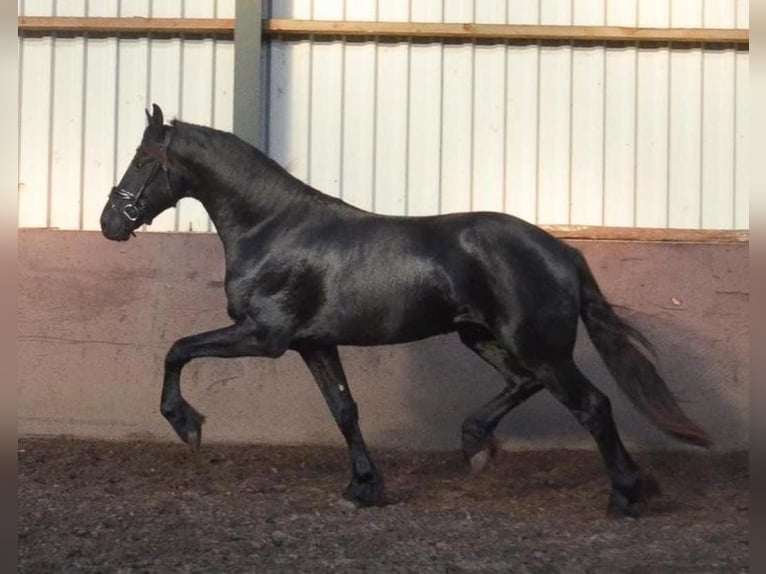 Friesen Hengst 2 Jahre 163 cm Rappe in Oud Gastel