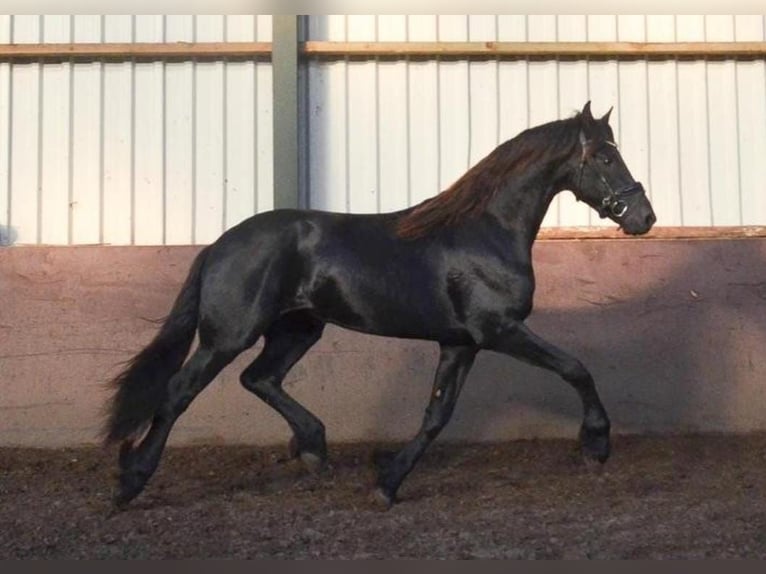 Friesen Hengst 2 Jahre 163 cm Rappe in Oud Gastel