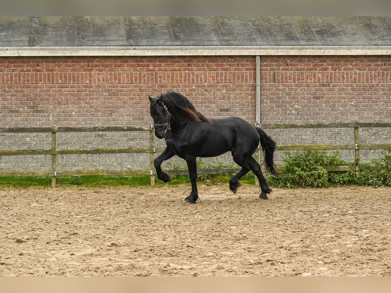 Friesen Hengst 2 Jahre 165 cm in Drachten