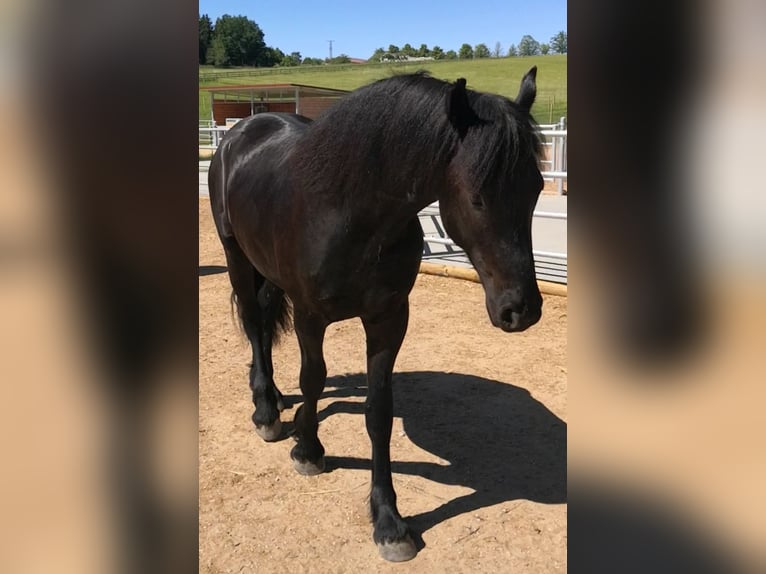 Friesen Hengst 2 Jahre 165 cm Rappe in Paunzhausen