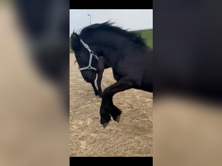 Friesen Hengst 2 Jahre 165 cm Rappe in Paunzhausen