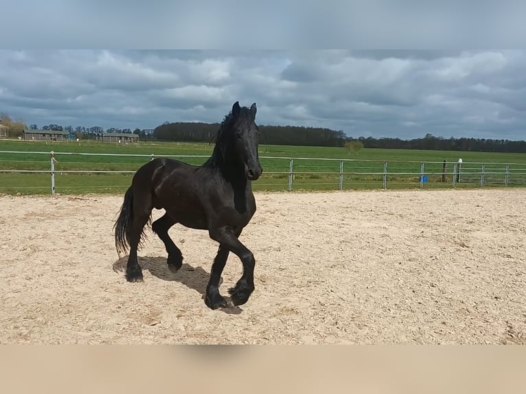 Friesen Hengst 2 Jahre 165 cm Rappe in Dalen