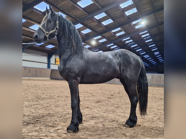 Friesen Hengst 2 Jahre 165 cm Rappe in Dalen