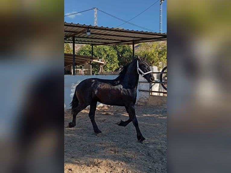 Friesen Hengst 2 Jahre 167 cm Rappe in Marbella