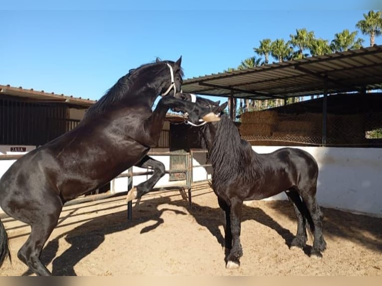 Friesen Hengst 2 Jahre 167 cm Rappe in Marbella