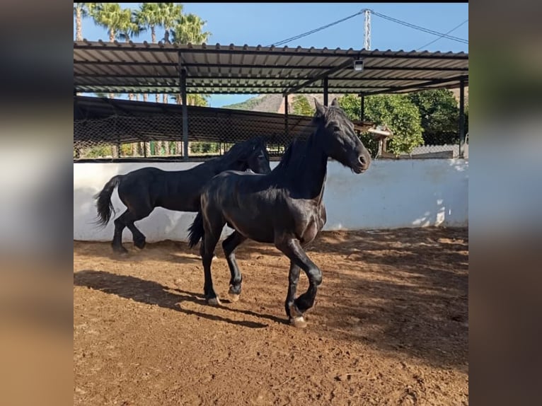 Friesen Hengst 2 Jahre 168 cm Rappe in Marbella