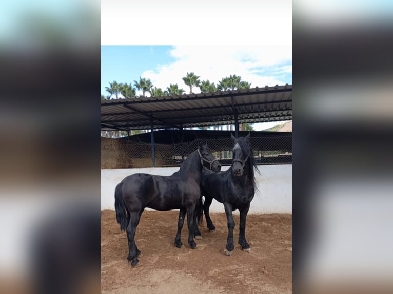Friesen Hengst 2 Jahre 168 cm Rappe in Marbella