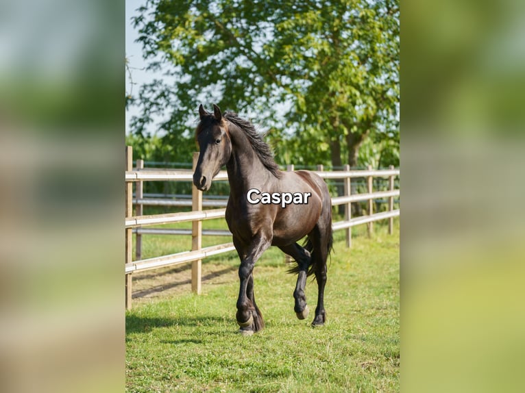 Friesen Hengst 2 Jahre 170 cm Rappe in Soest