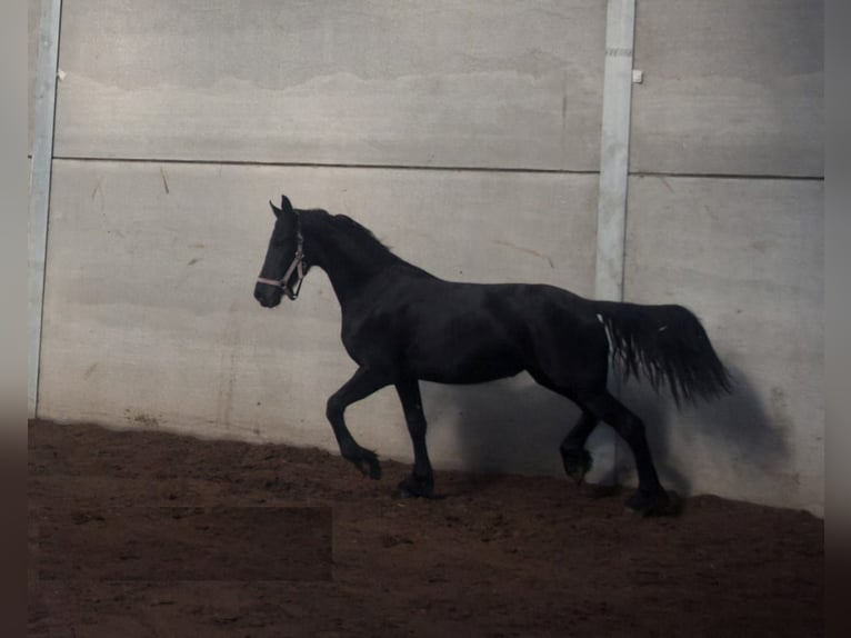 Friesen Hengst 2 Jahre 66 cm Rappe in Atlanta