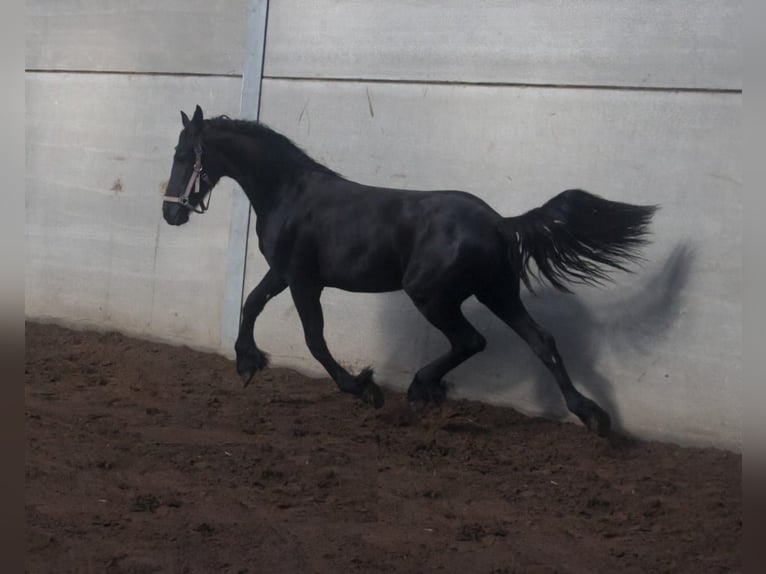 Friesen Hengst 2 Jahre 66 cm Rappe in Atlanta