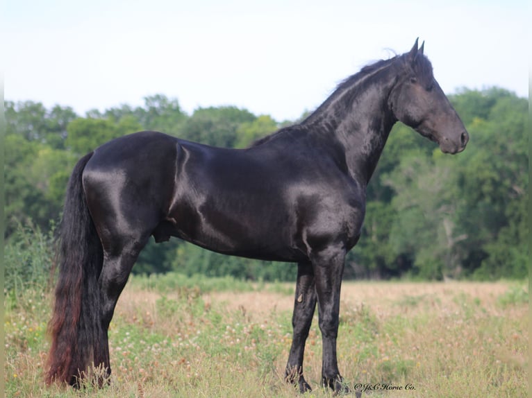 Friesen Hengst 3 Jahre 152 cm Rappe in Greenville