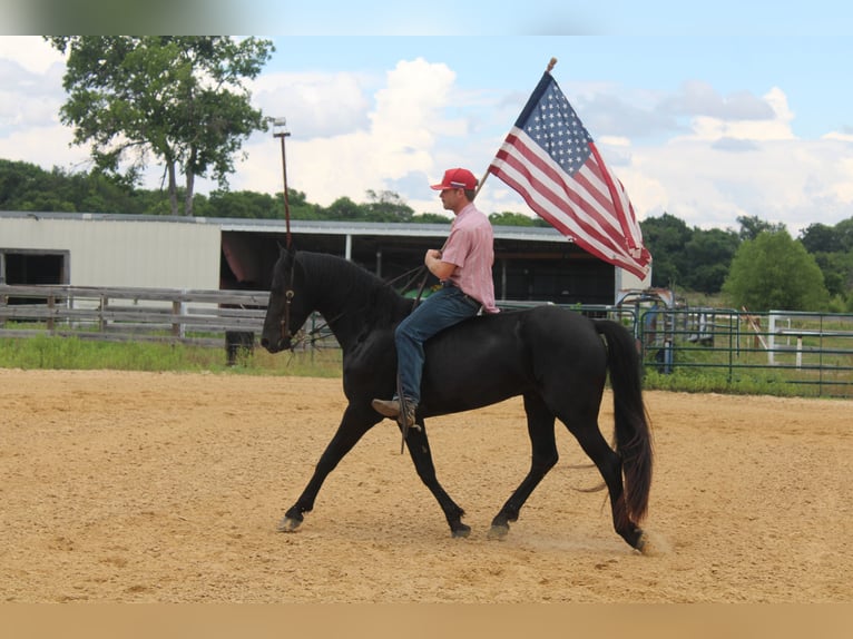 Friesen Hengst 3 Jahre 152 cm Rappe in Greenville