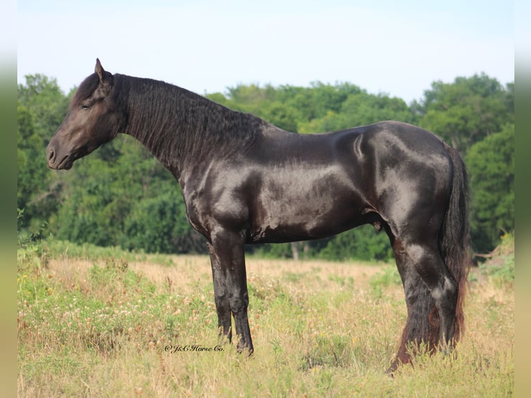 Friesen Hengst 3 Jahre 152 cm Rappe in Greenville