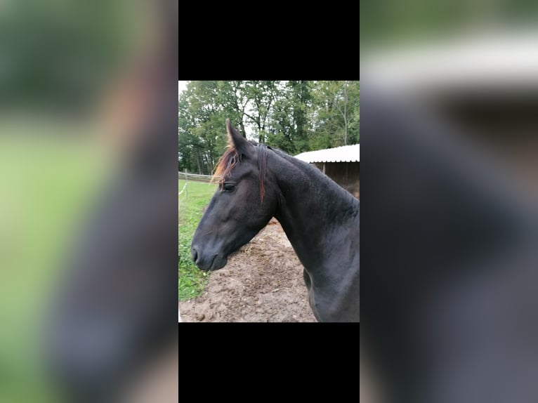 Friesen Hengst 3 Jahre 155 cm Rappe in Schwäbisch Hall