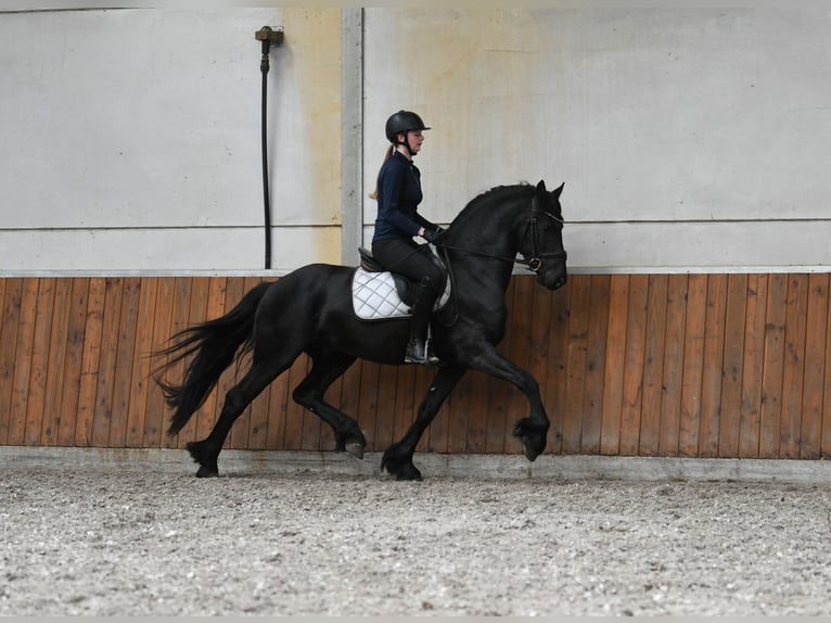 Friesen Hengst 3 Jahre 156 cm Rappe in Mijnsheerenland