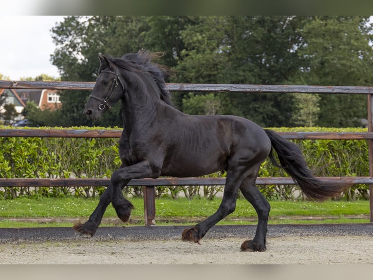 Friesen Hengst 3 Jahre 158 cm Rappe in Waddinxveen