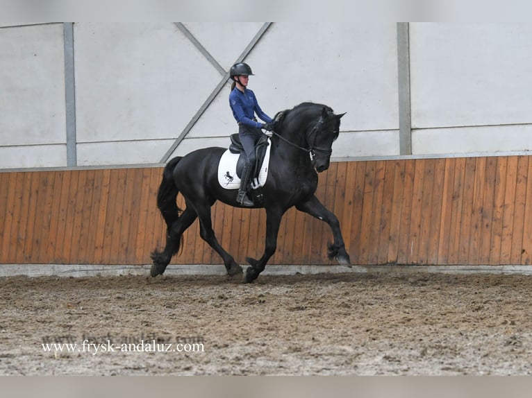 Friesen Hengst 3 Jahre 160 cm Rappe in Mijnsheerenland