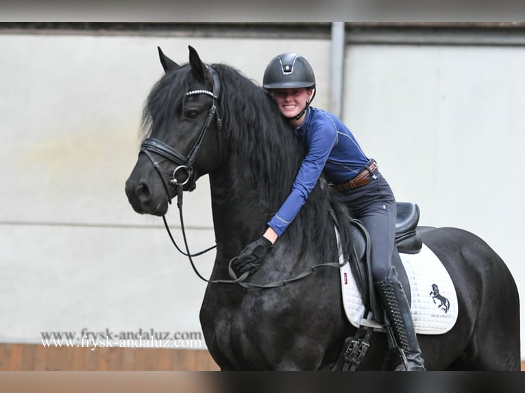 Friesen Hengst 3 Jahre 160 cm Rappe in Mijnsheerenland