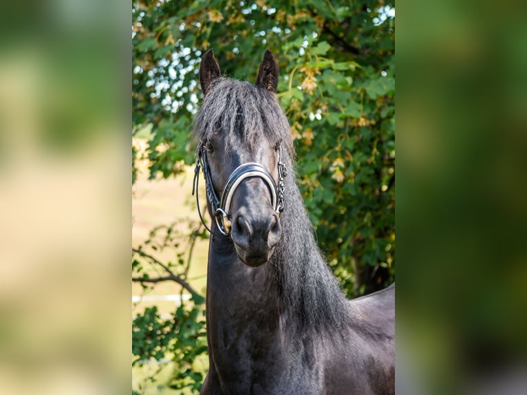Friesen Hengst 3 Jahre 160 cm Rappe in Graben