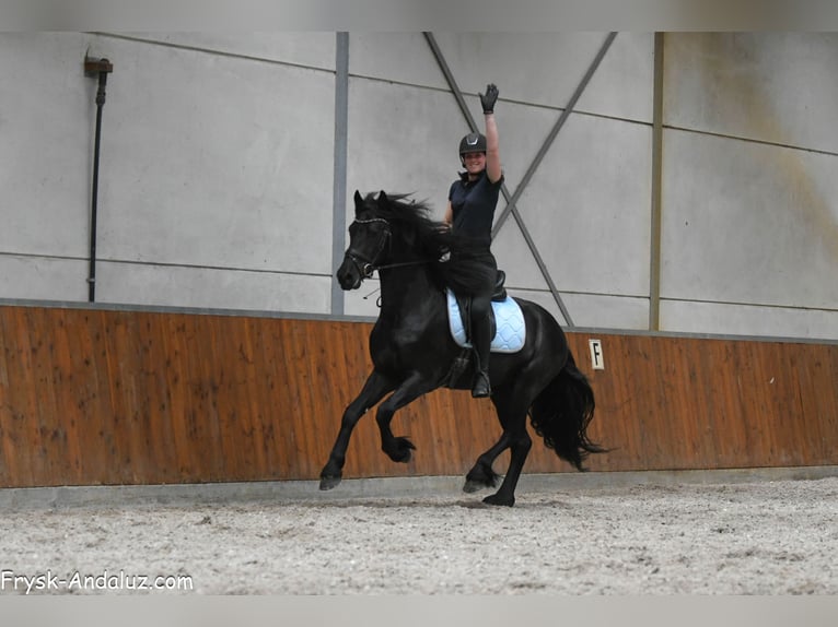 Friesen Hengst 3 Jahre 160 cm Rappe in Mijnsheerenland
