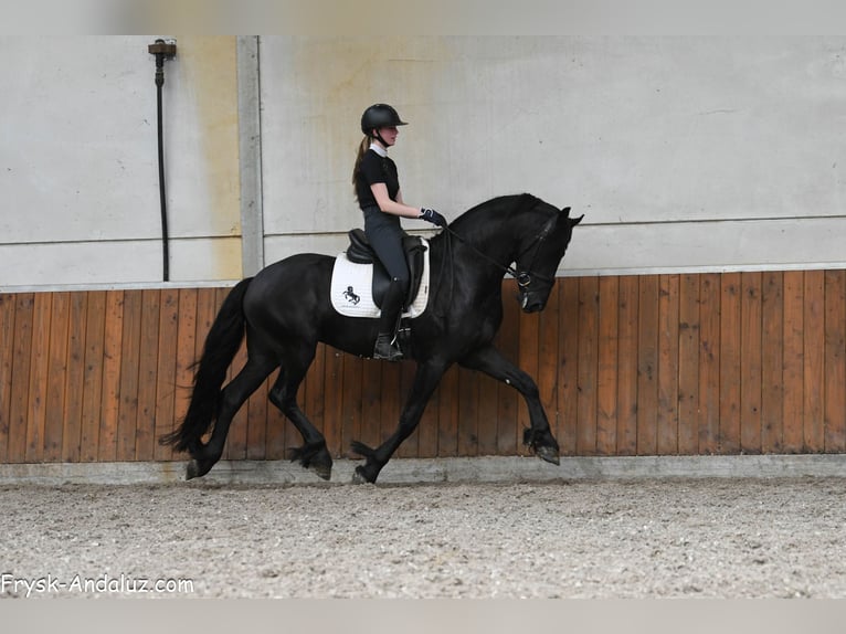 Friesen Hengst 3 Jahre 160 cm Rappe in Mijnsheerenland