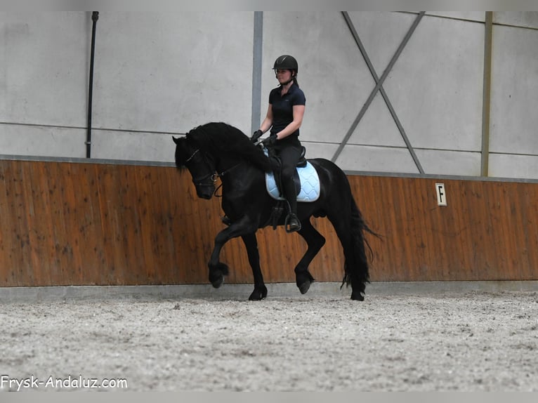Friesen Hengst 3 Jahre 160 cm Rappe in Mijnsheerenland