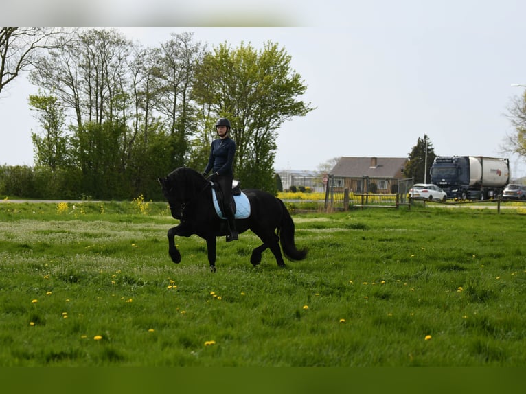 Friesen Hengst 3 Jahre 162 cm Rappe in Mijnsheerenland