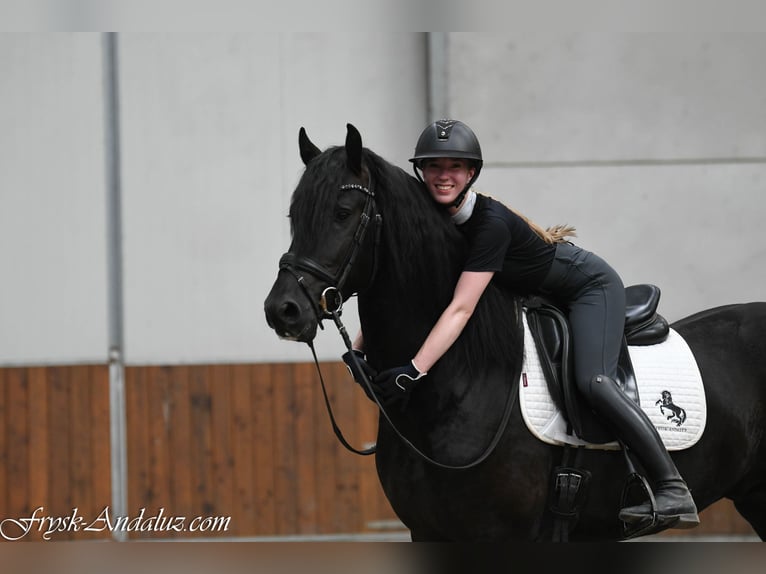 Friesen Hengst 3 Jahre 162 cm Rappe in Mijnsheerenland