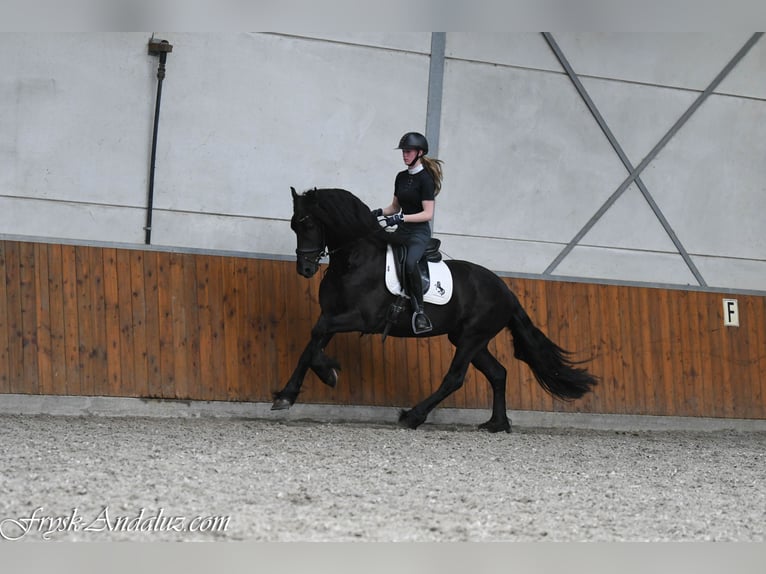 Friesen Hengst 3 Jahre 162 cm Rappe in Mijnsheerenland