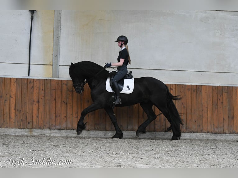 Friesen Hengst 3 Jahre 162 cm Rappe in Mijnsheerenland