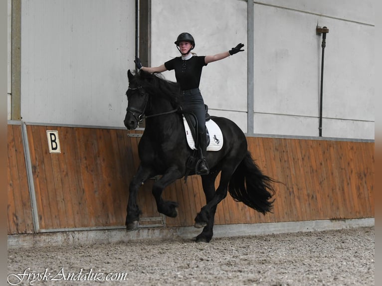 Friesen Hengst 3 Jahre 162 cm Rappe in Mijnsheerenland