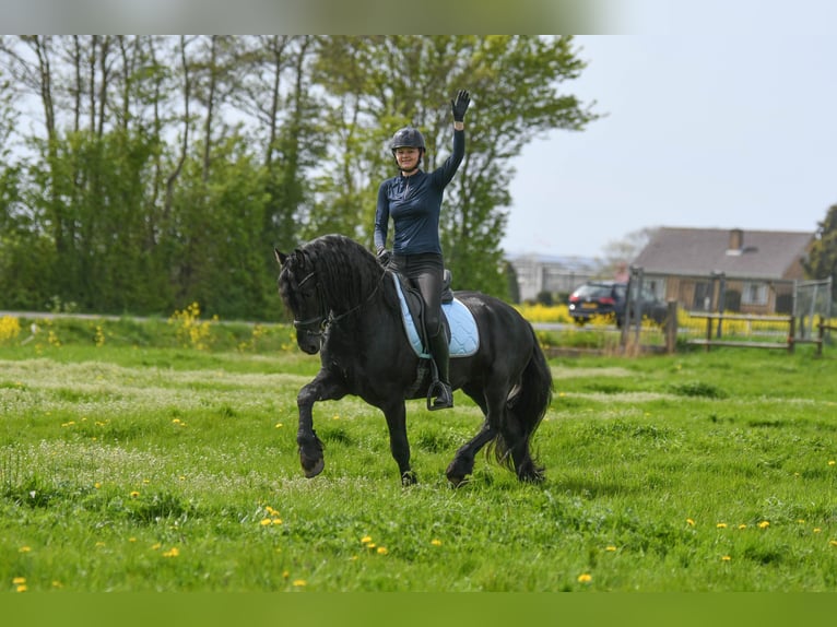 Friesen Hengst 3 Jahre 162 cm Rappe in Mijnsheerenland