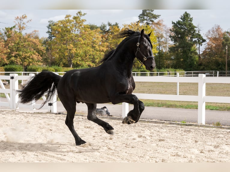Friesen Hengst 3 Jahre 162 cm Rappe in Überherrn