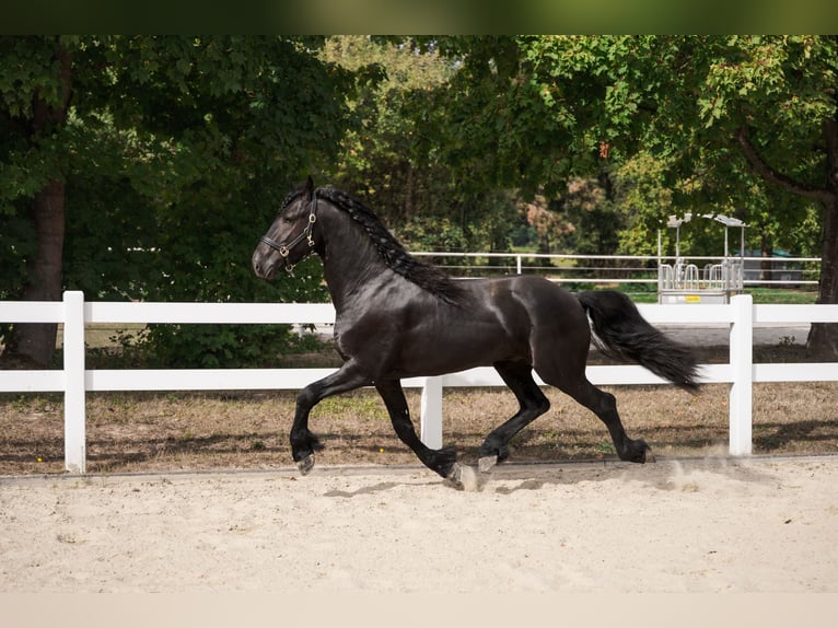 Friesen Hengst 3 Jahre 162 cm Rappe in Überherrn