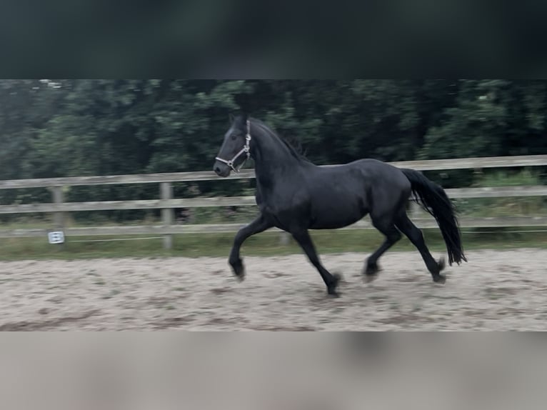 Friesen Hengst 3 Jahre 162 cm Rappe in Tjalleberd