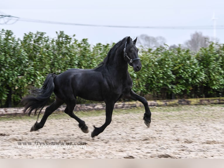 Friesen Hengst 3 Jahre 162 cm Rappe in Mijnsheerenland