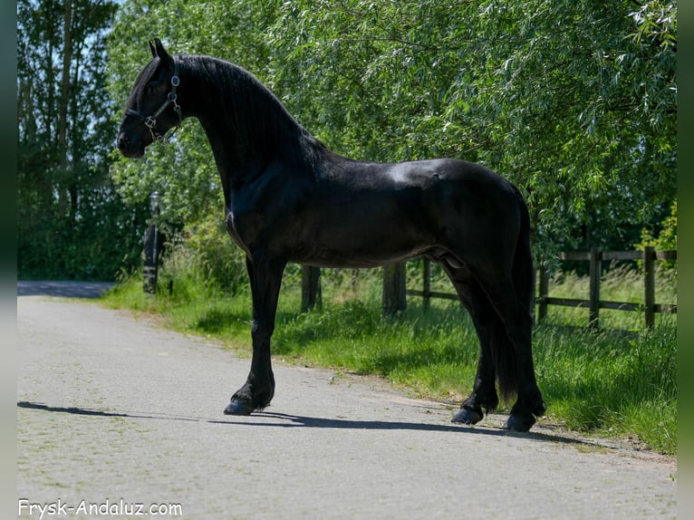 Friesen Hengst 3 Jahre 163 cm Rappe in Mijnsheerenland