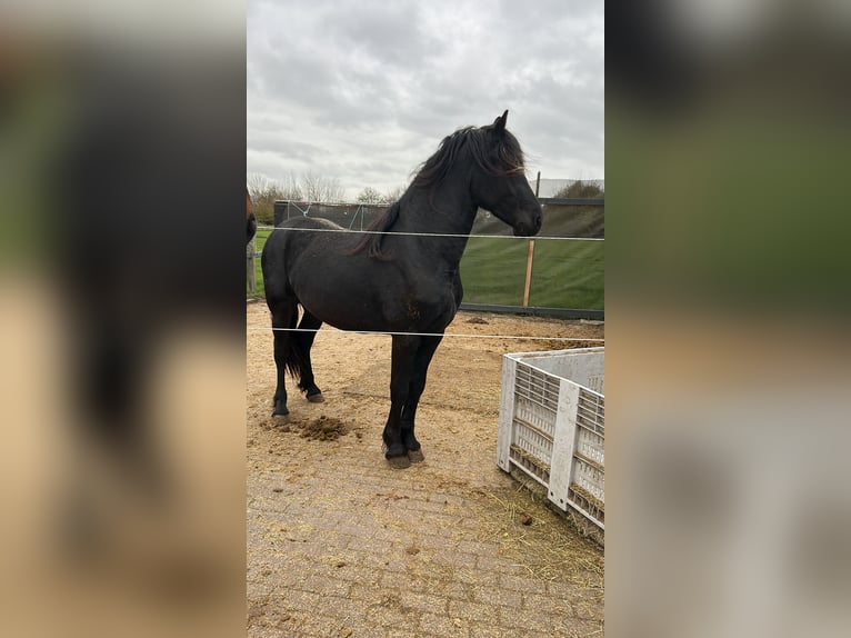 Friesen Hengst 3 Jahre 163 cm in Grijpskerke