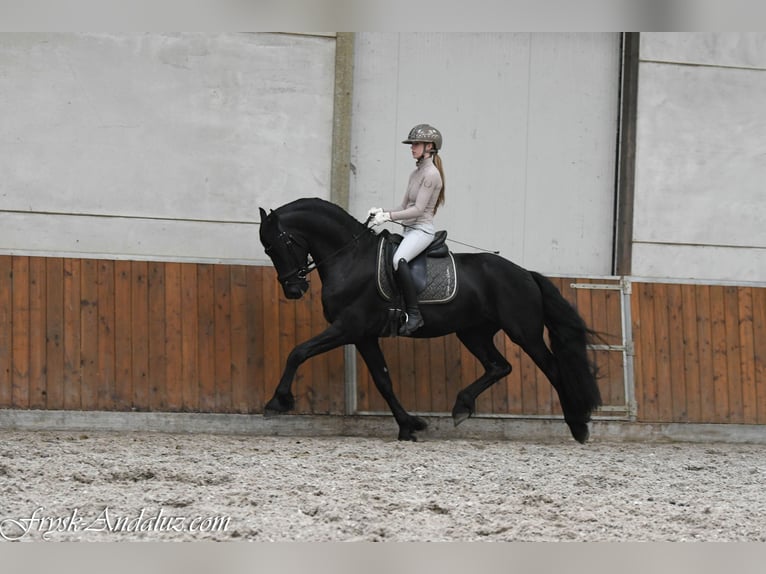 Friesen Hengst 3 Jahre 164 cm Rappe in Mijnsheerenland