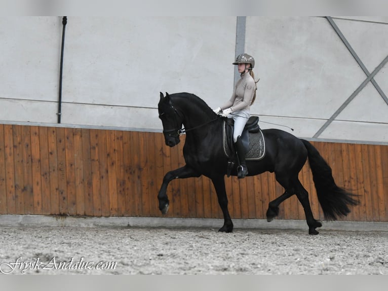 Friesen Hengst 3 Jahre 164 cm Rappe in Mijnsheerenland