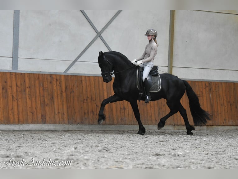 Friesen Hengst 3 Jahre 164 cm Rappe in Mijnsheerenland