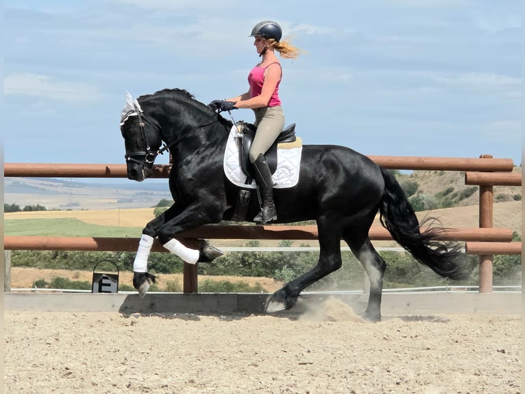 Friesen Hengst 3 Jahre 164 cm Rappe in Ochtendung