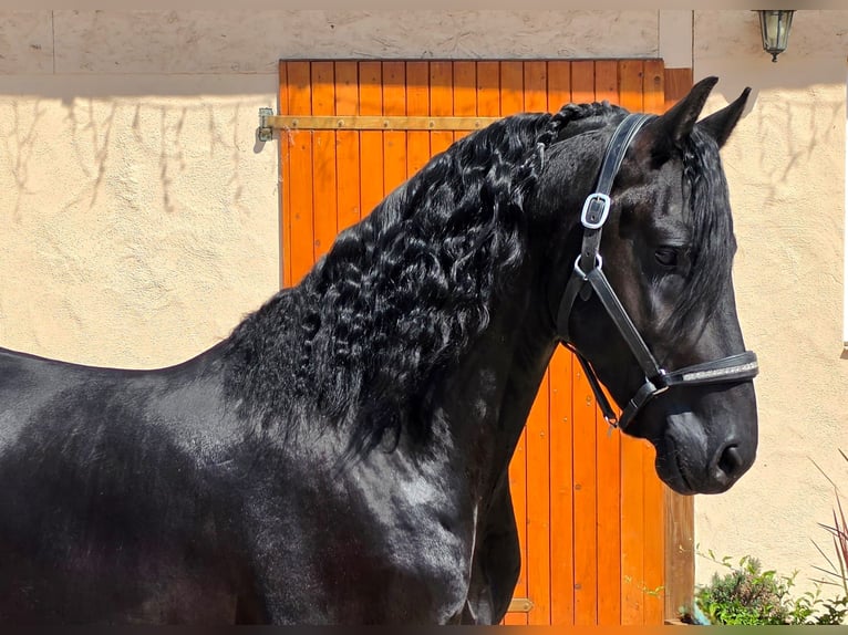 Friesen Hengst 3 Jahre 164 cm Rappe in Ochtendung