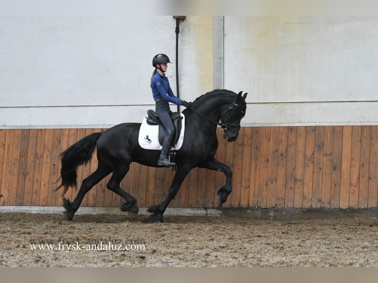 Friesen Hengst 3 Jahre 165 cm Rappe in Mijnsheerenland