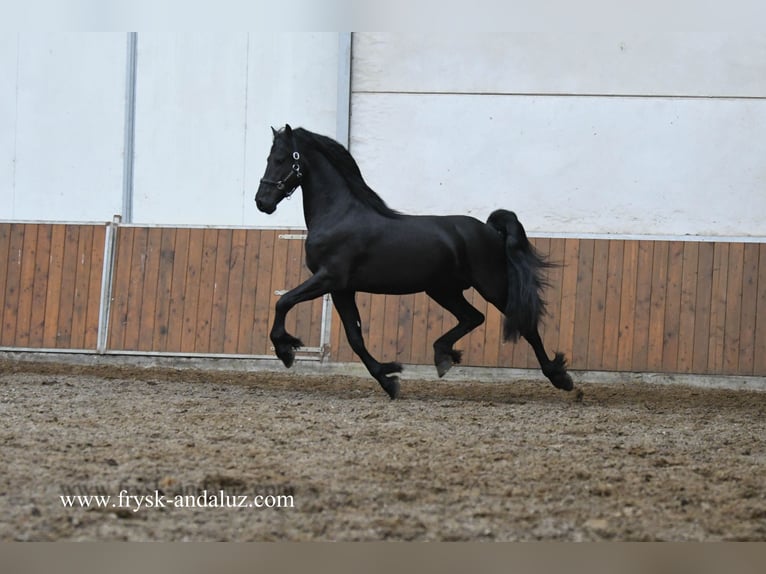 Friesen Hengst 3 Jahre 165 cm Rappe in Mijnsheerenland