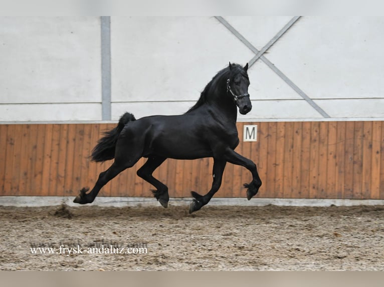 Friesen Hengst 3 Jahre 165 cm Rappe in Mijnsheerenland