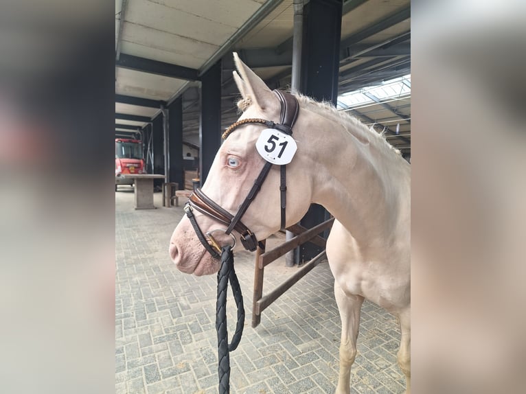 Friesen Hengst 3 Jahre 165 cm Rappe in Wapse